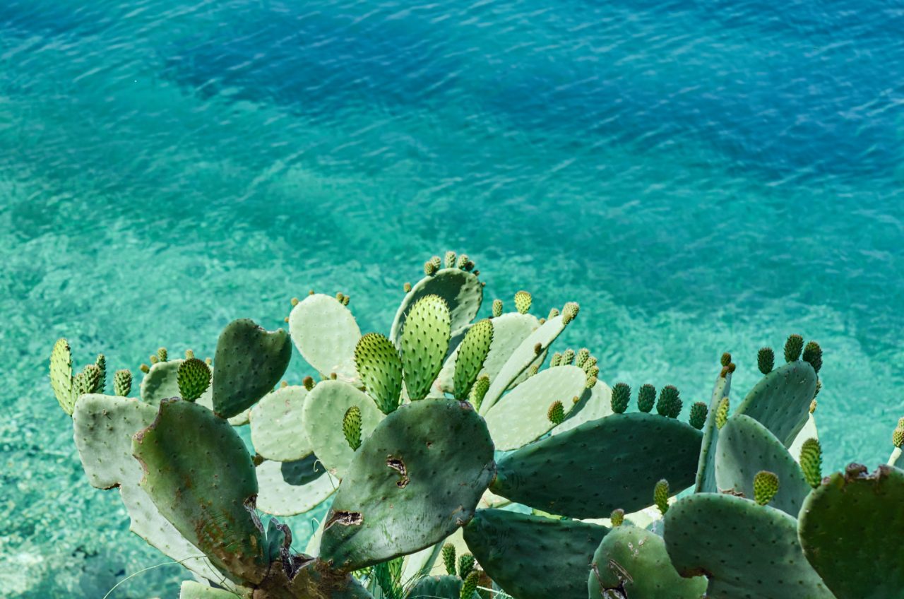 Cactuses, Skiathos Town