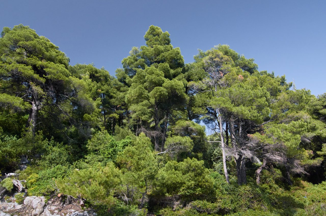 Kastani Beach, Skopelos