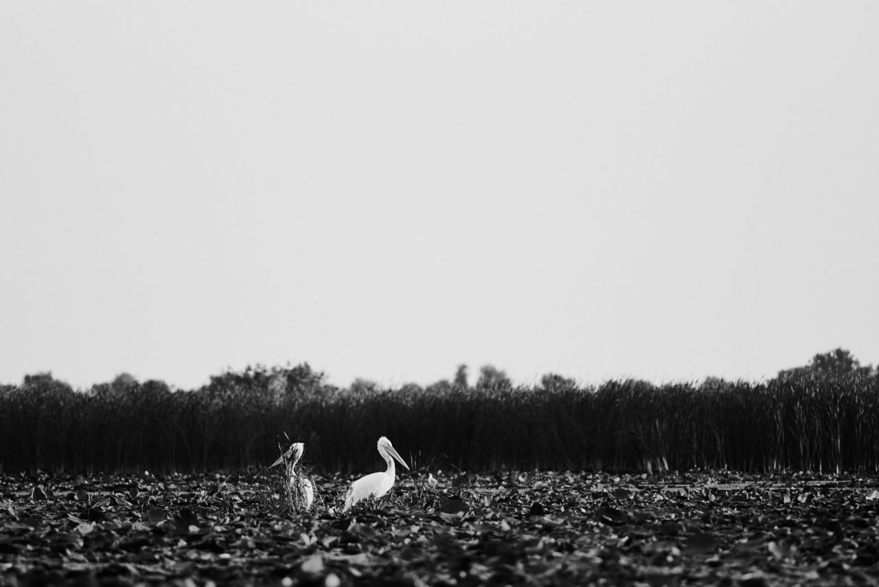Danube Delta Photographed by Lucian Niculescu