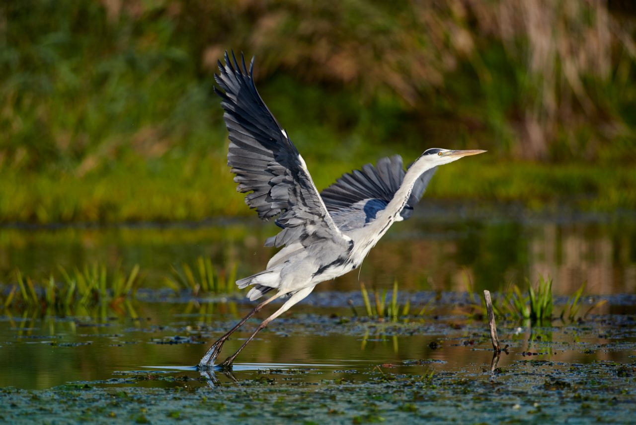 Danube Delta Photographed by Lucian Niculescu