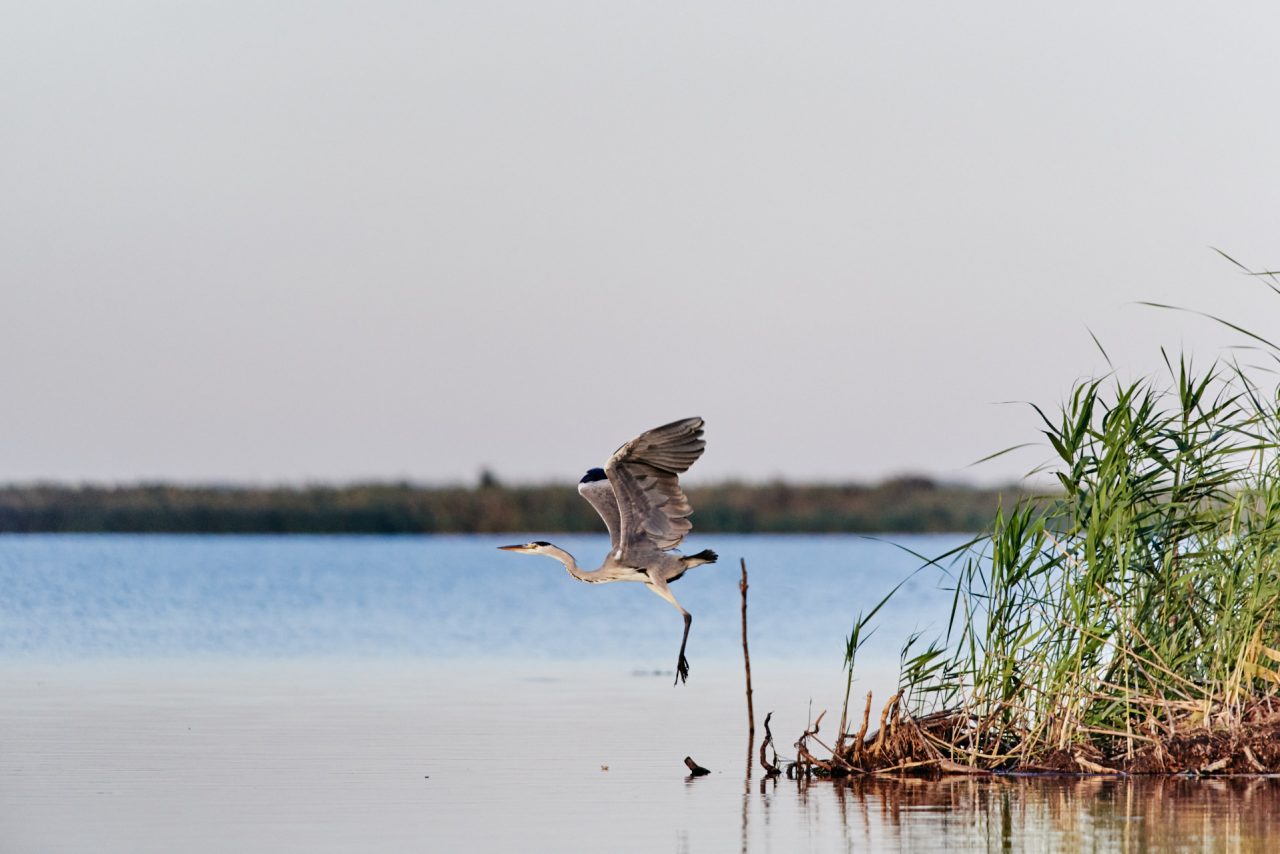 Danube Delta Photographed by Lucian Niculescu