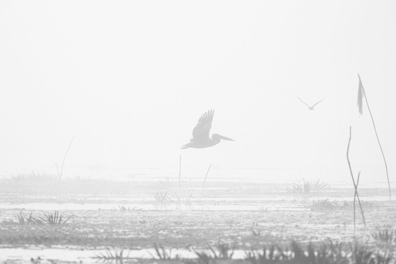 Danube Delta Photographed by Lucian Niculescu
