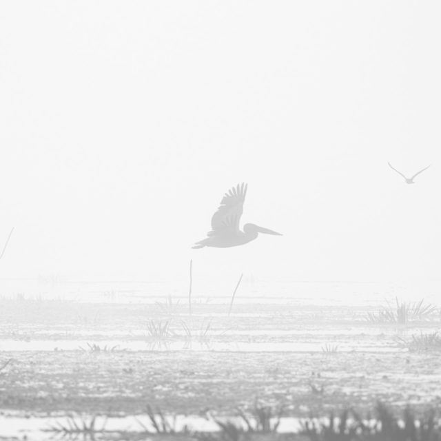 Life in the Danube Delta