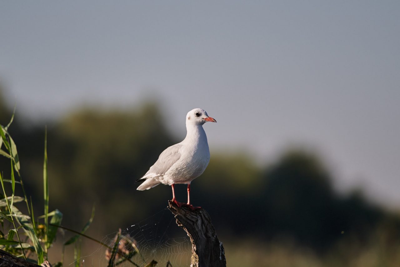 Juvenile Black-Headed Gull (Chroicocephalus Ridibundus)
