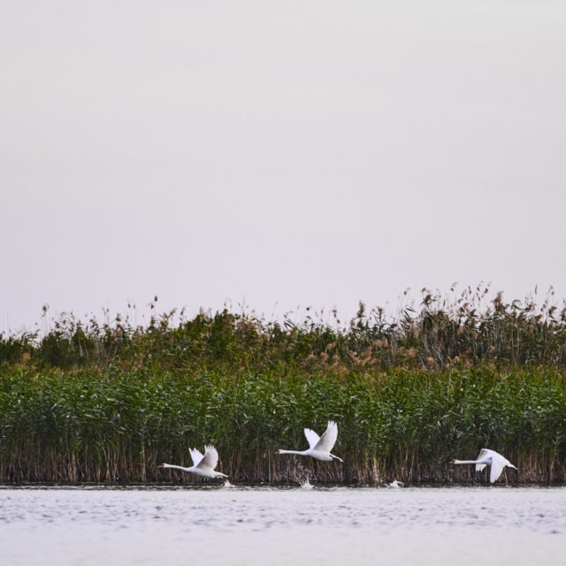 Just Danube Delta
