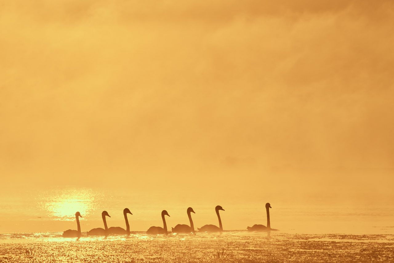 Danube Delta Photographed by Lucian Niculescu