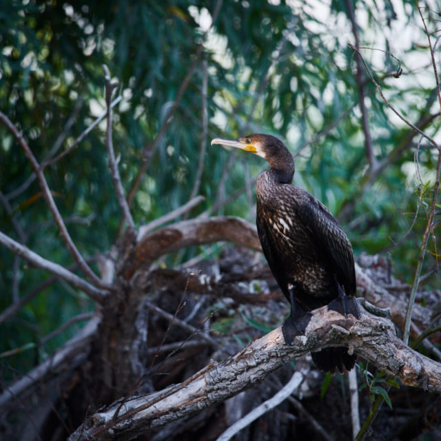 Birds of the Danube Delta