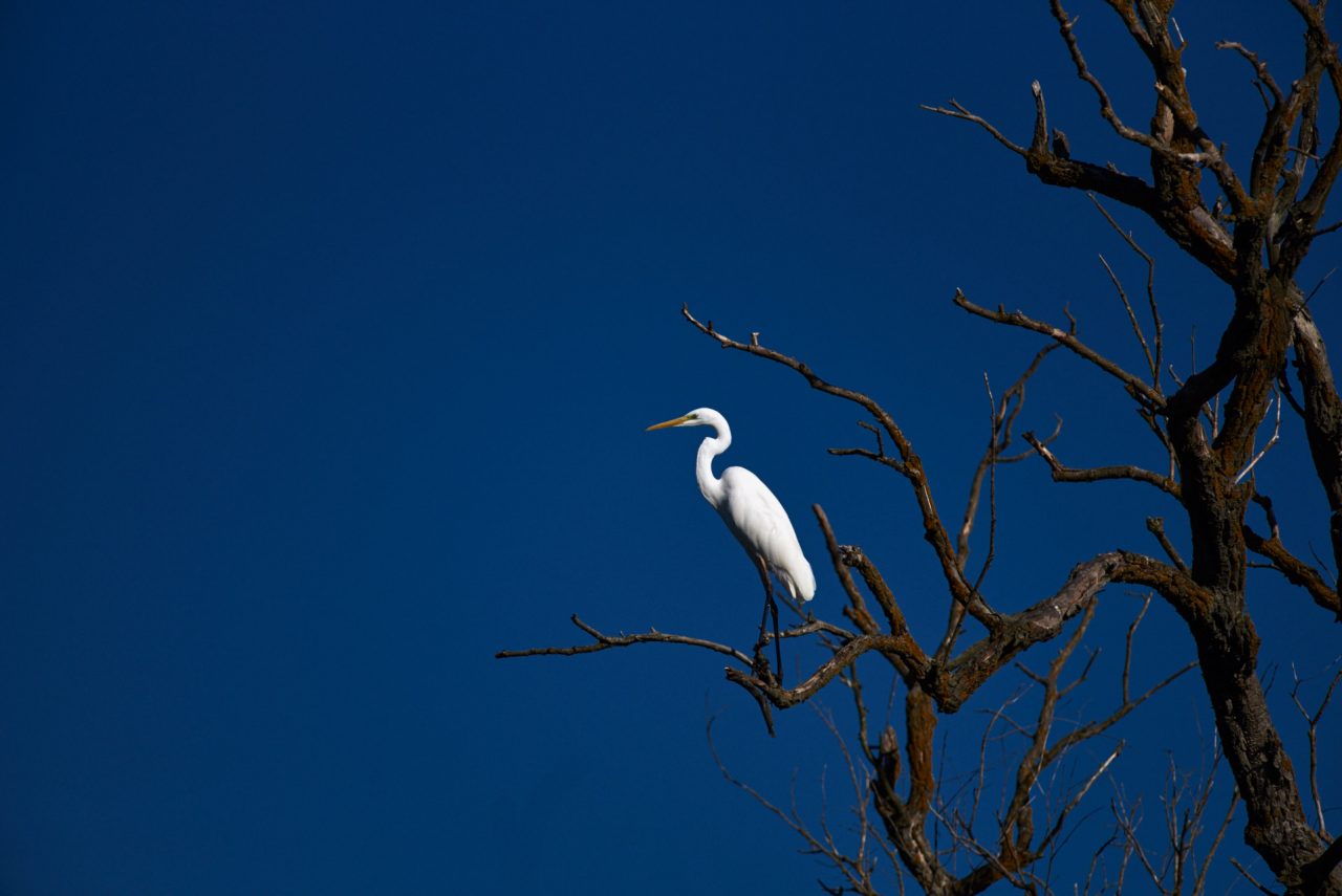 The Great Egret (Ardea Alba) in Danube Delta