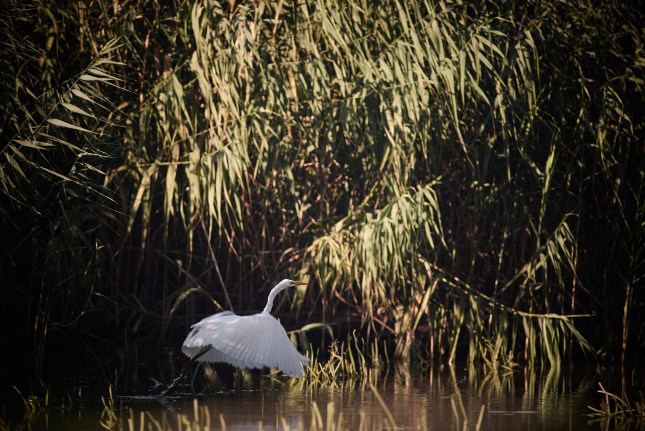The Great Egret (Ardea Alba) in Danube Delta