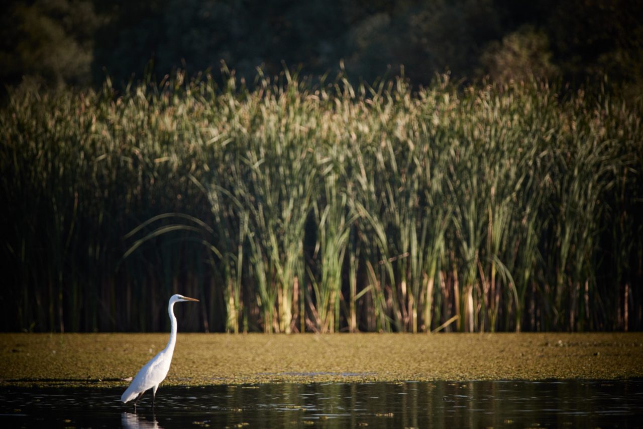 The Great Egret (Ardea Alba) in Danube Delta