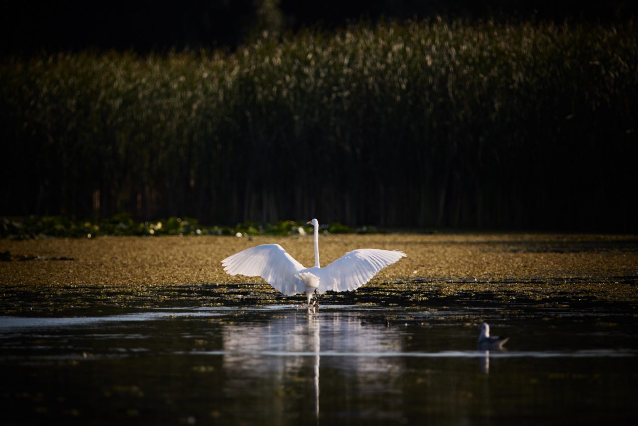 The Great Egret (Ardea Alba) in Danube Delta