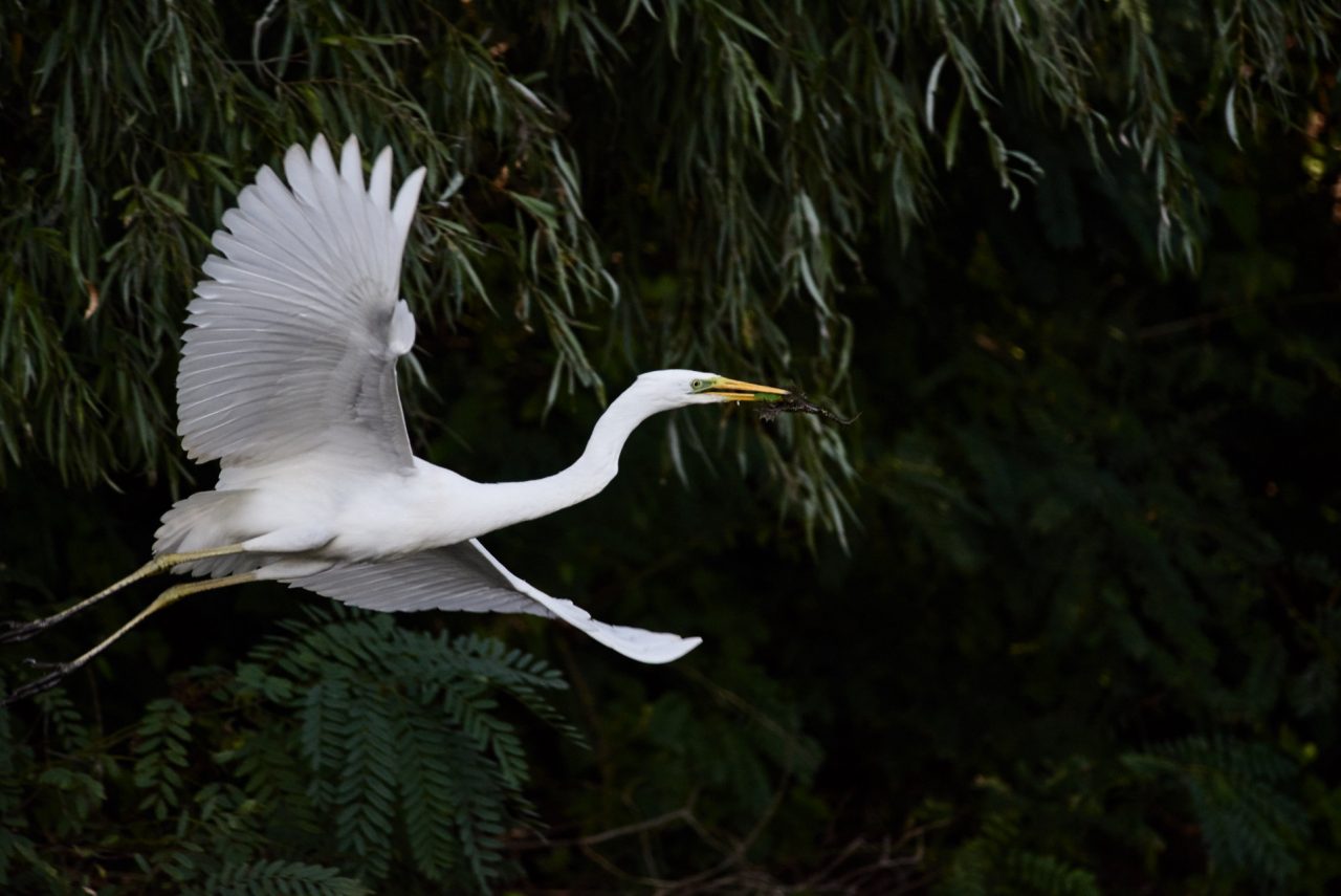 The Great Egret (Ardea Alba) in Danube Delta