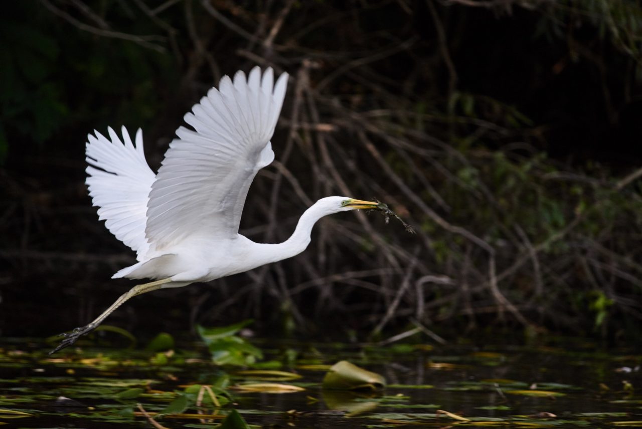 The Great Egret (Ardea Alba) in Danube Delta