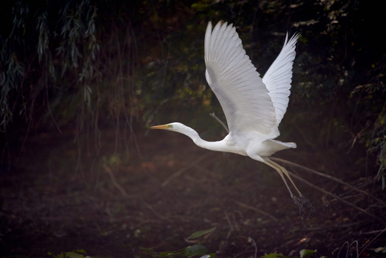 The Great Egret (Ardea Alba) in Danube Delta