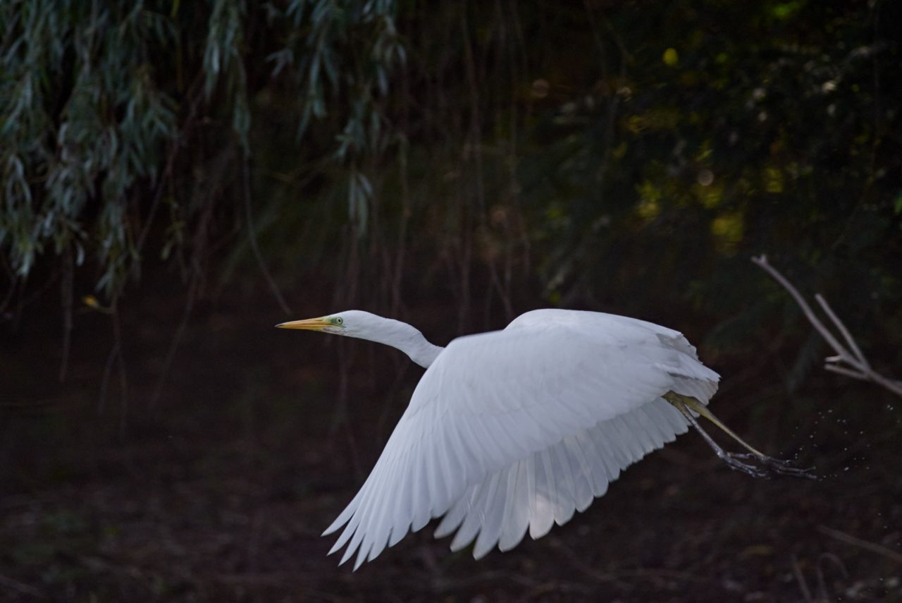 The Great Egret (Ardea Alba) in Danube Delta