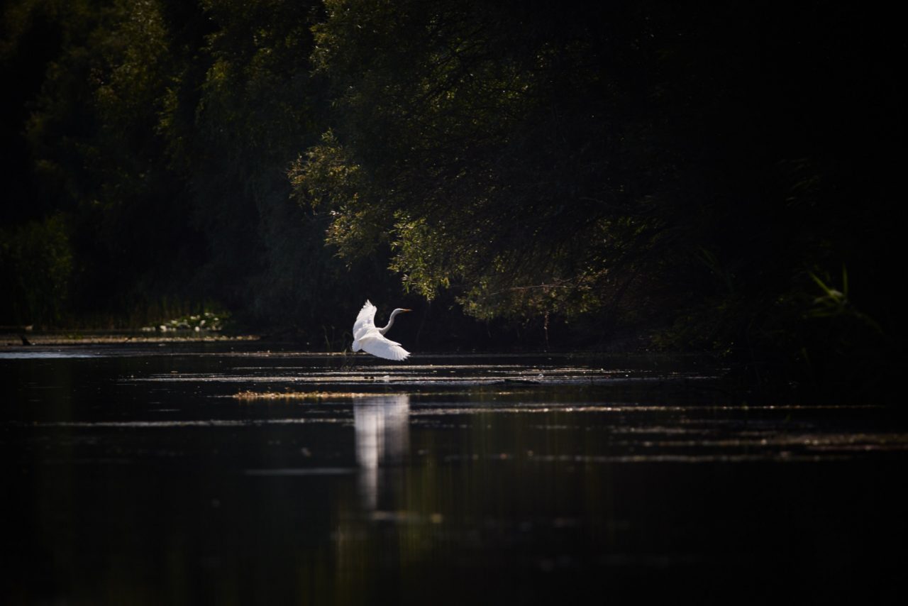 The Great Egret (Ardea Alba) in Danube Delta