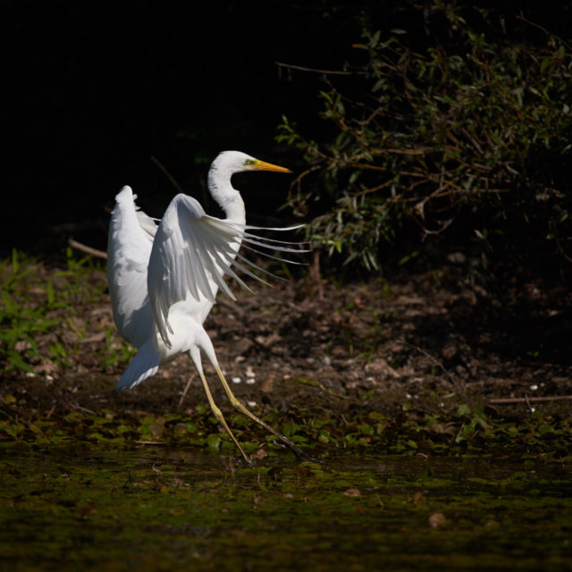 The Great Egret