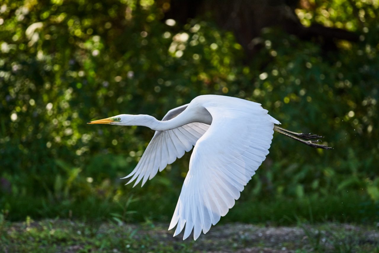 The Great Egret (Ardea Alba) in Danube Delta