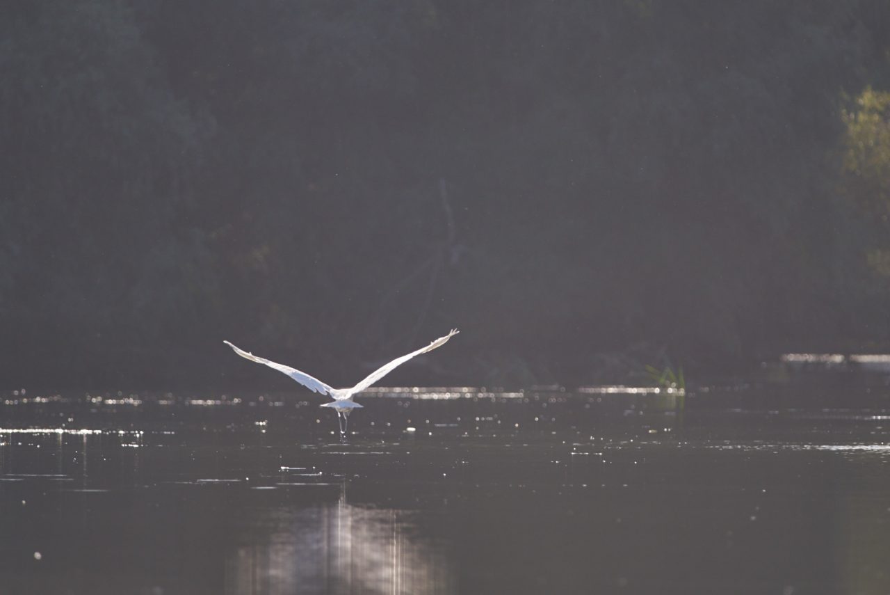 The Great Egret (Ardea Alba) in Danube Delta