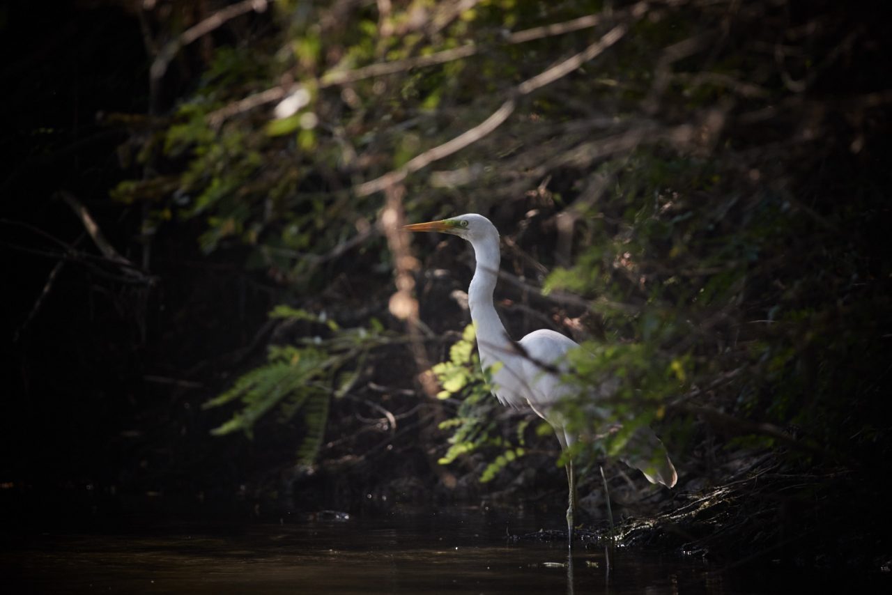 The Great Egret (Ardea Alba)