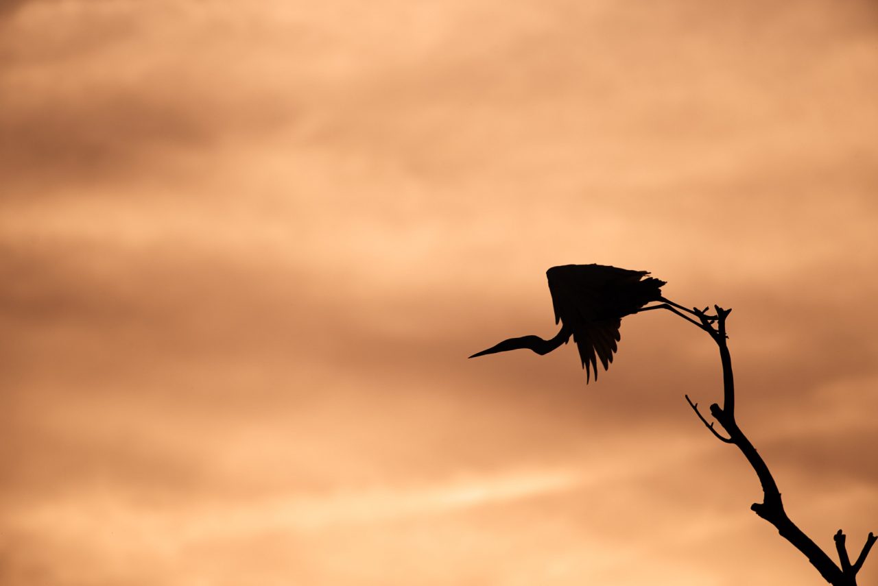 Danube Delta Photographed by Lucian Niculescu