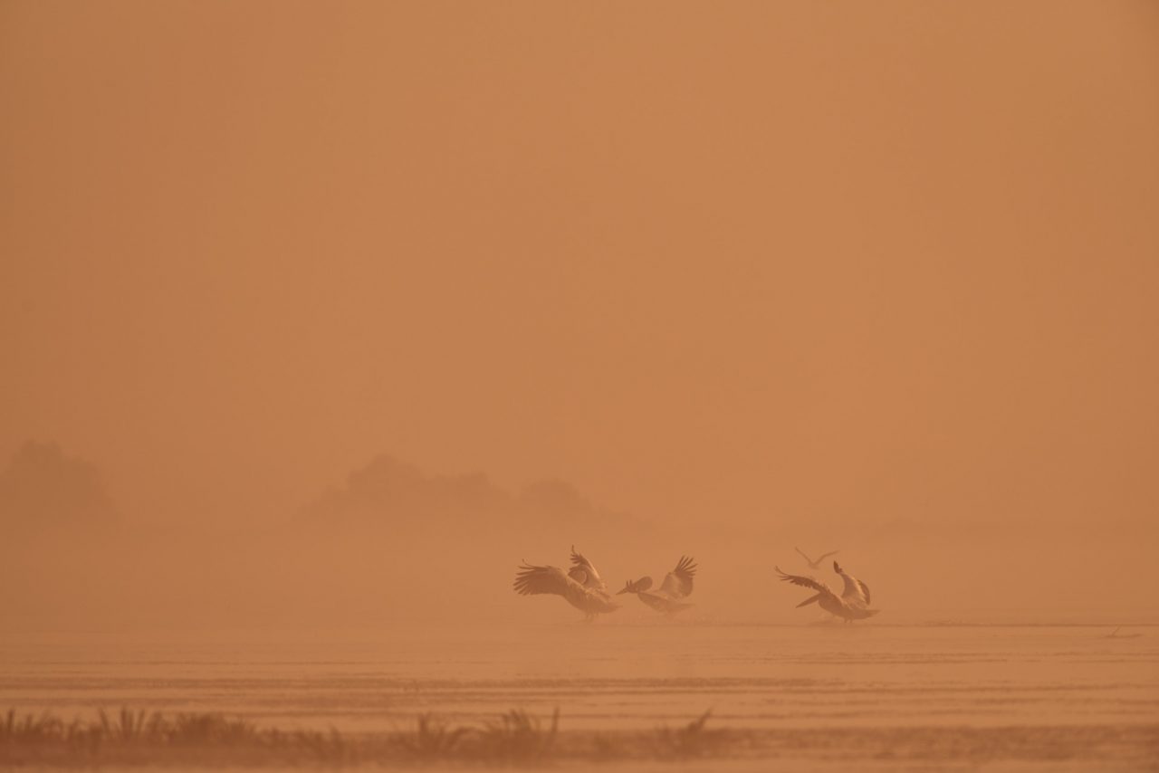 Danube Delta Photographed by Lucian Niculescu