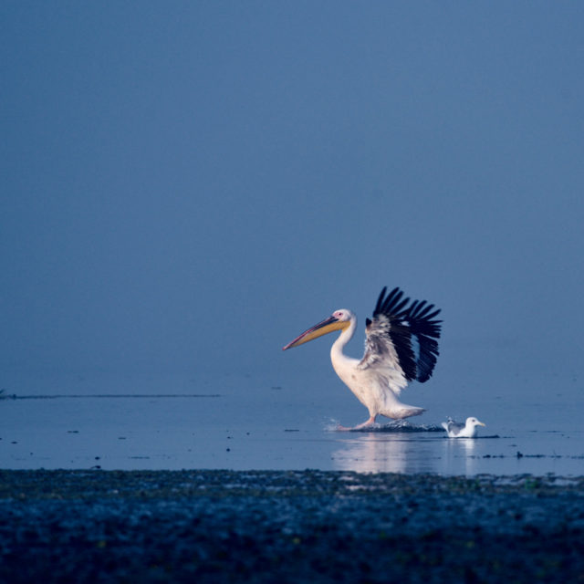Birds in action, The Danube Delta