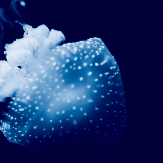 Lisbon Oceanarium