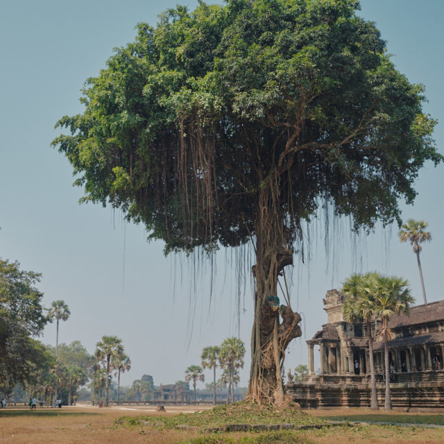 Trees of Angkor, Cambodia
