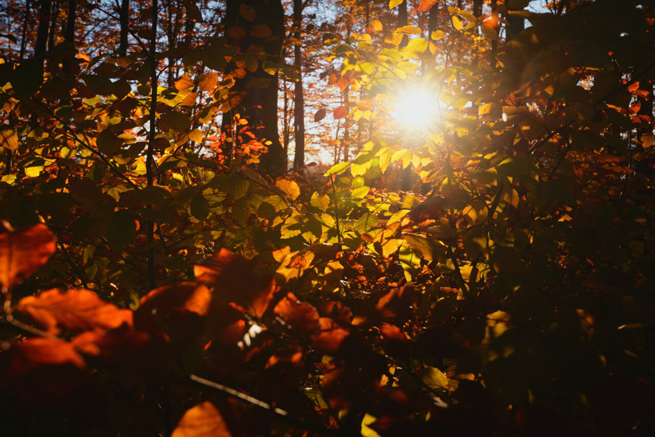 Brasov Forest 2020 08