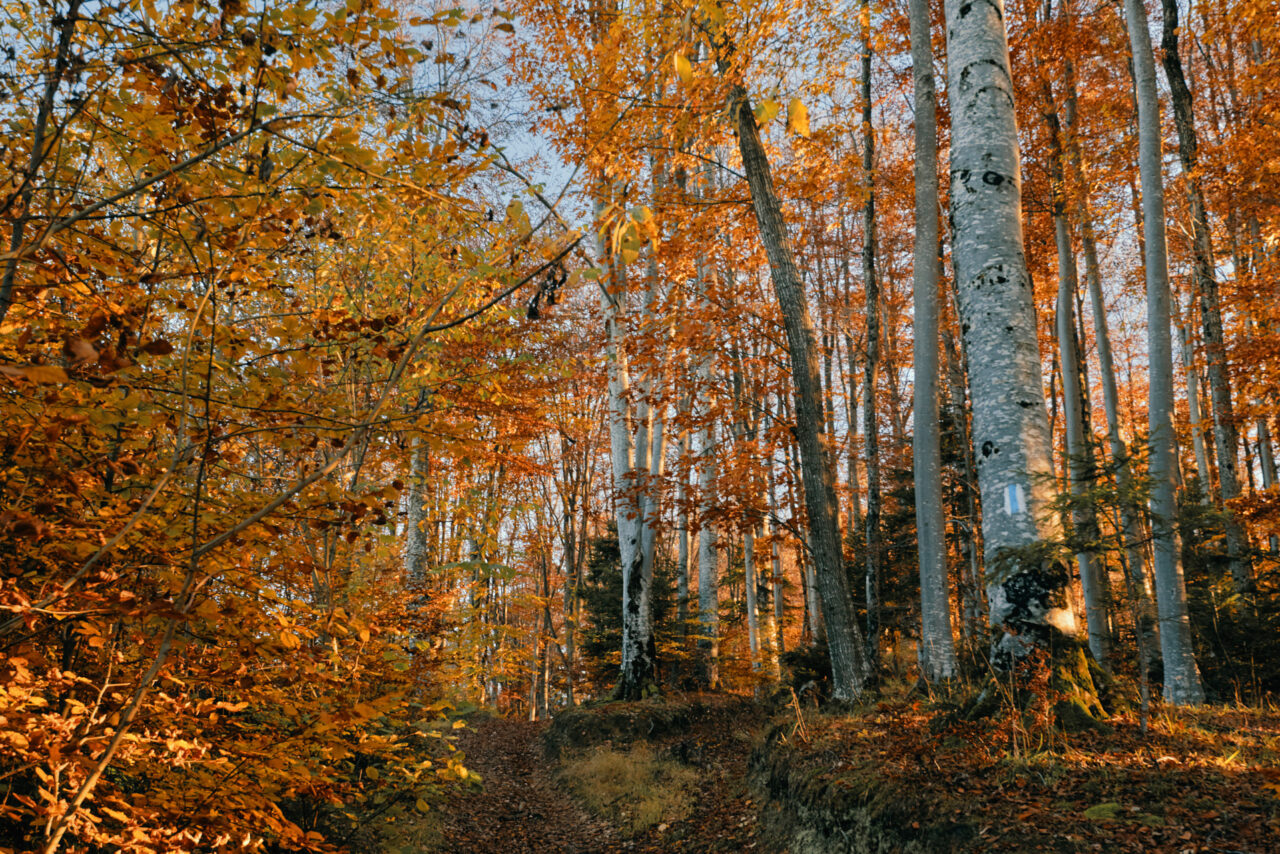 Brasov Forest 2020 12