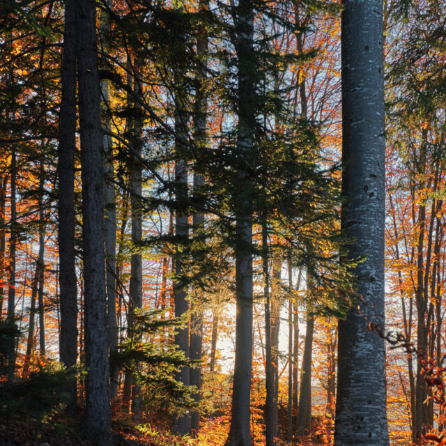 Autum in Brasov, Romania