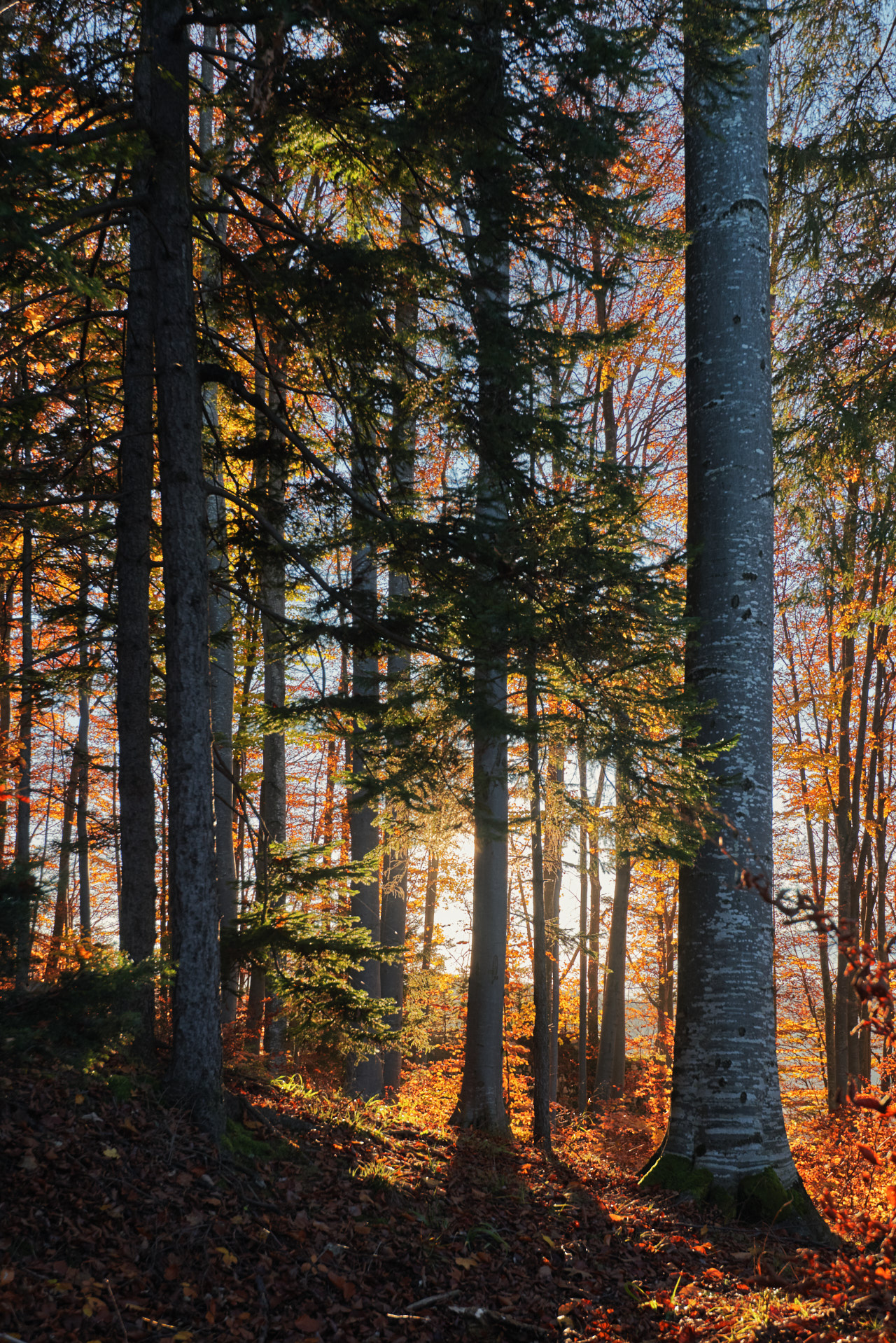 Brasov Forest 2020 13