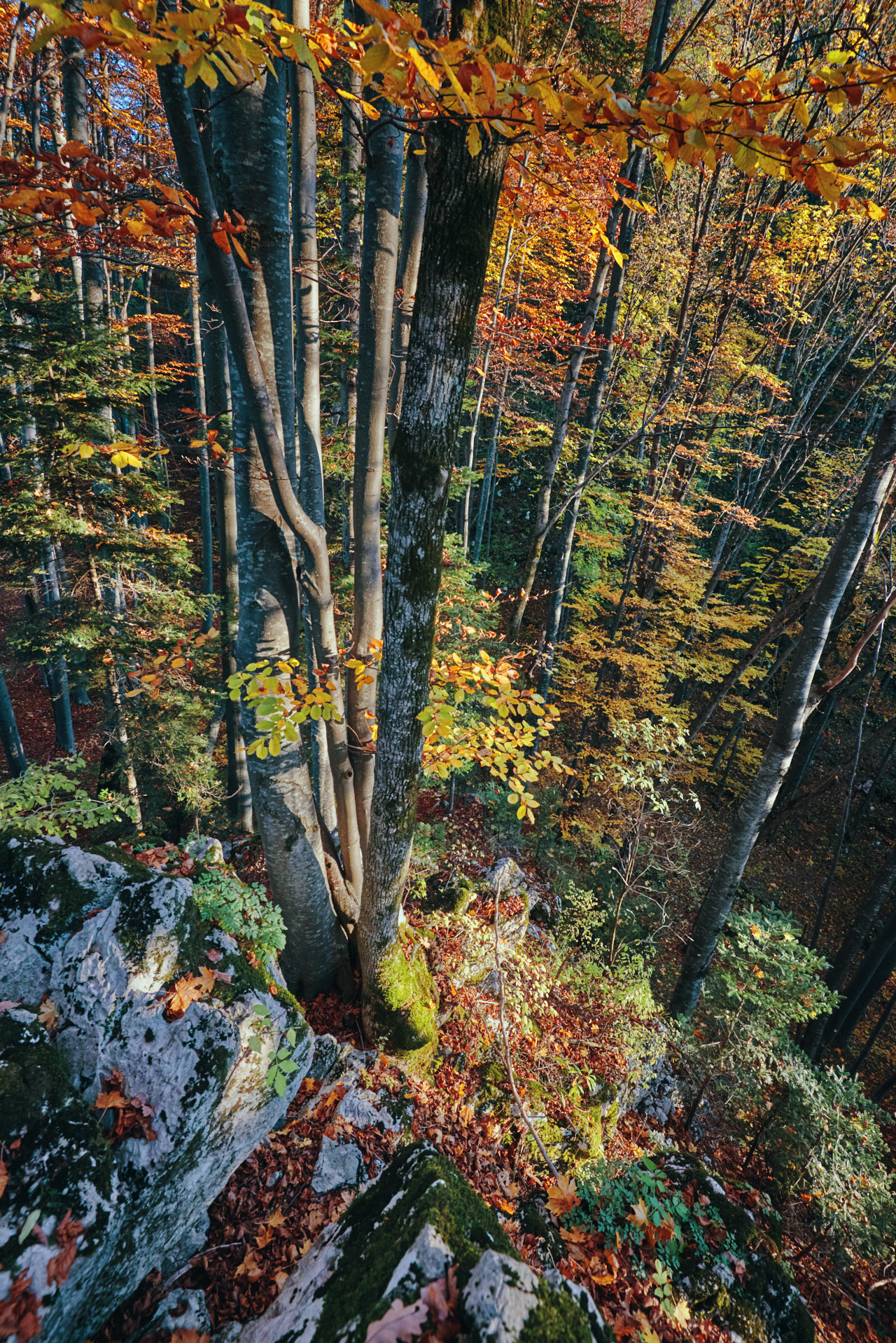 Brasov Forest 2020 14