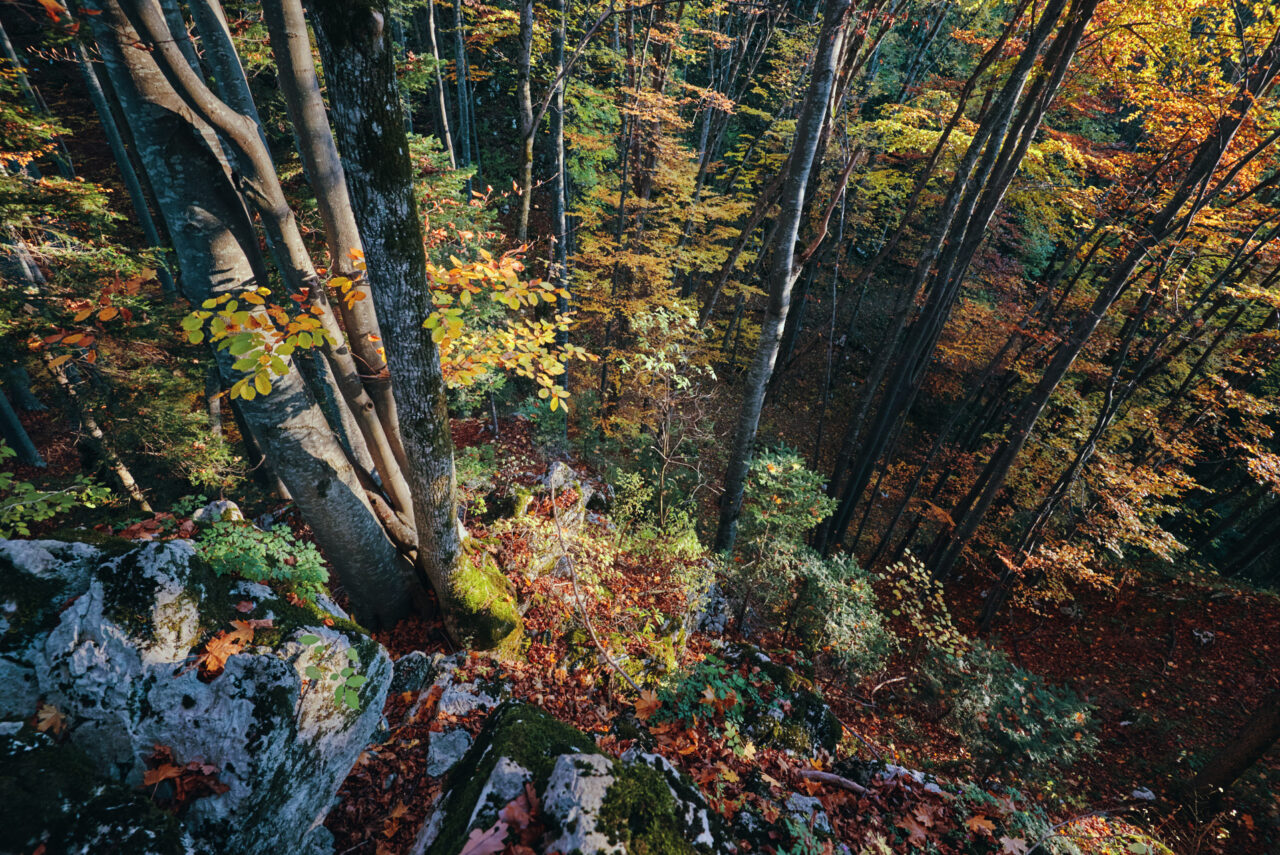 Brasov Forest 2020 17