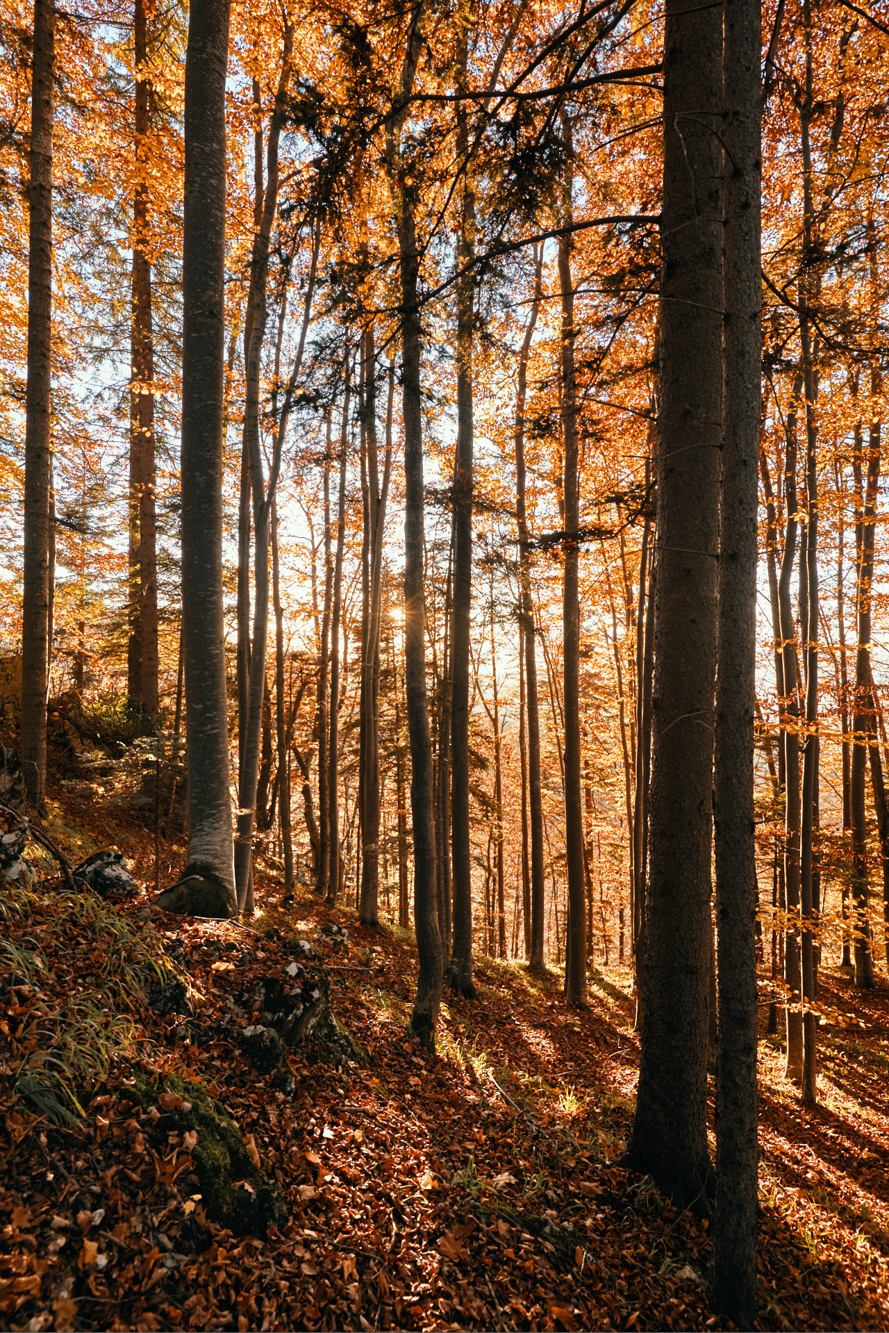 Brasov Forest 2020 19