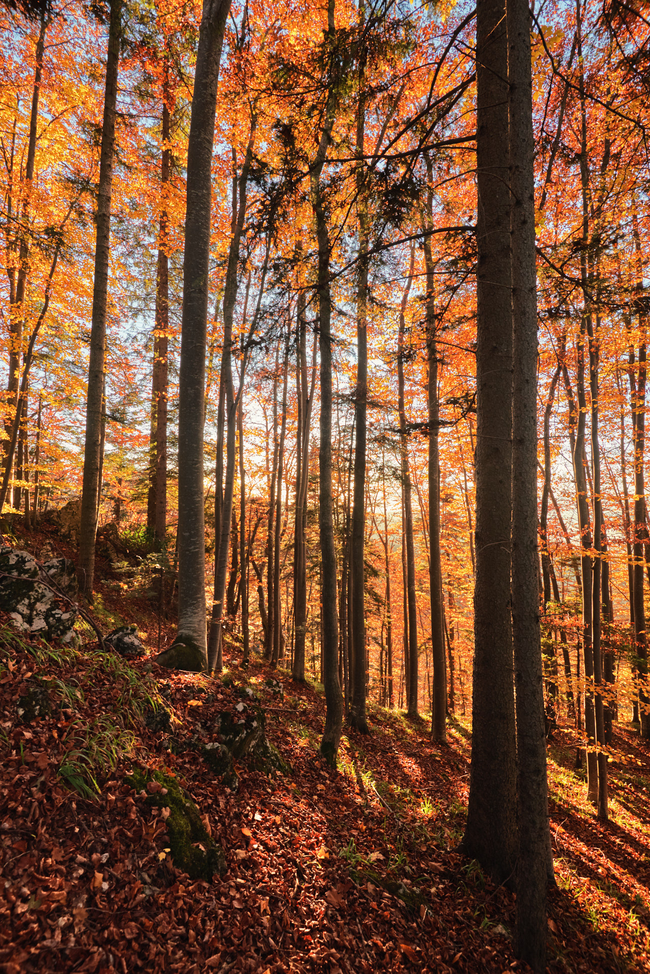 Brasov Forest 2020 20