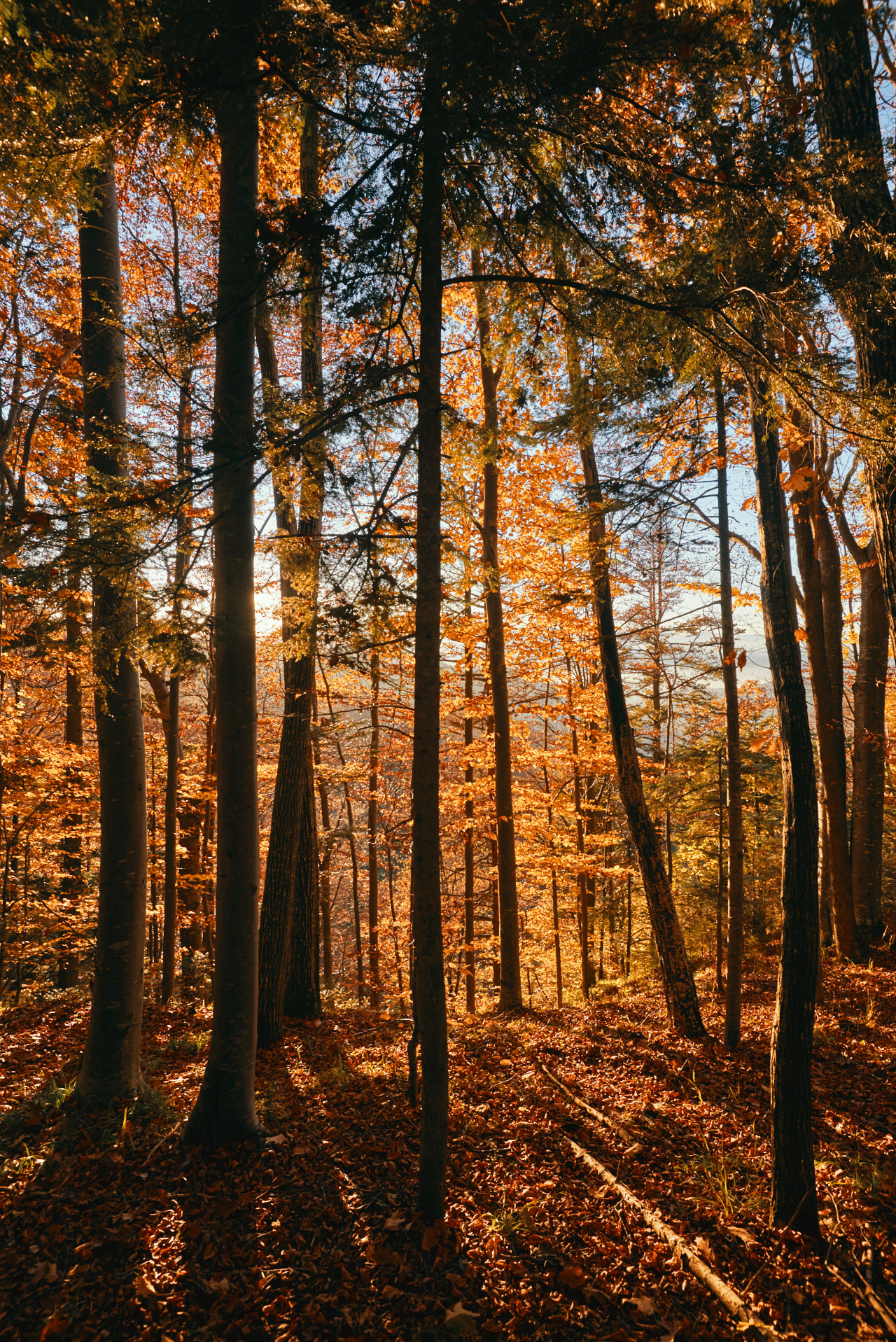 Brasov Forest 2020 23