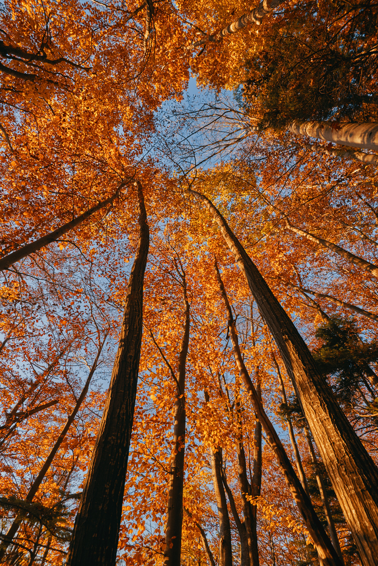 Brasov Forest 2020 25