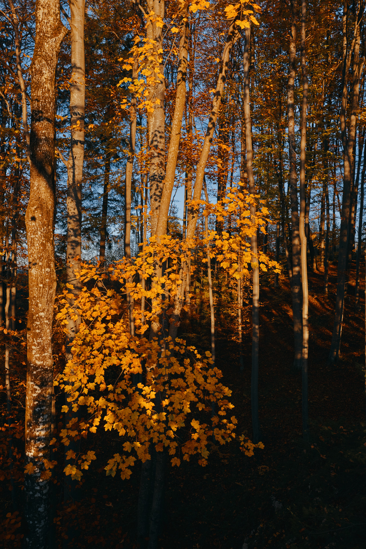 Brasov Forest 2020 32