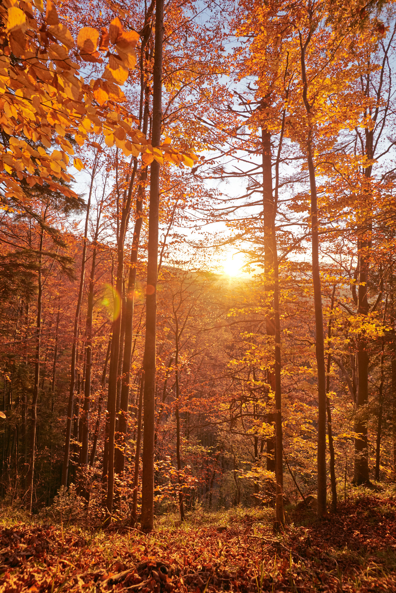 Brasov Forest 2020 38