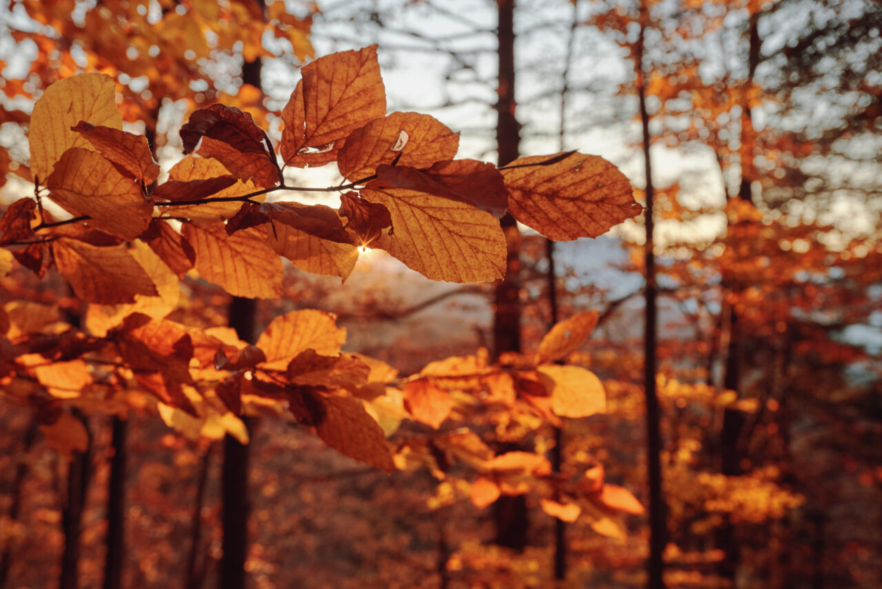 Brasov Forest 2020 44