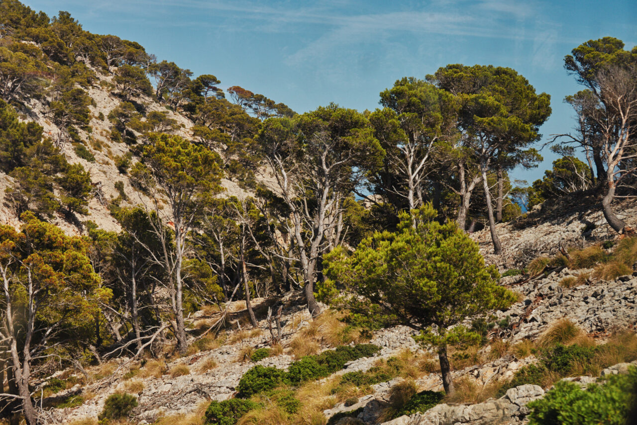 Mallorca Balearic Islands 2019 2024