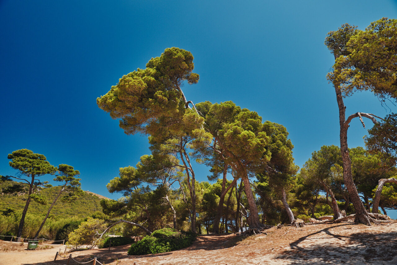 Mallorca Balearic Islands 2019 2024
